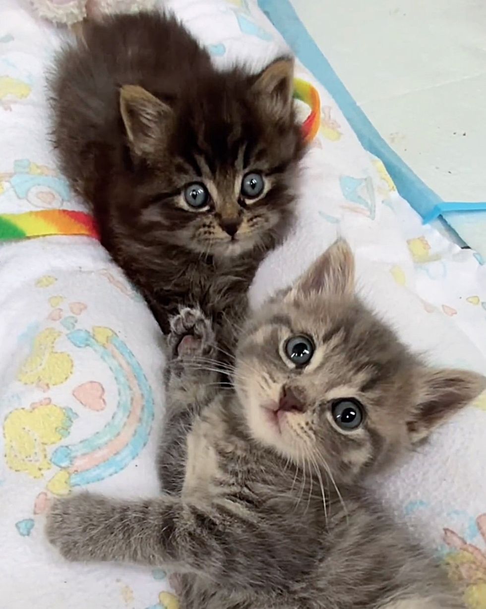 sweet kittens