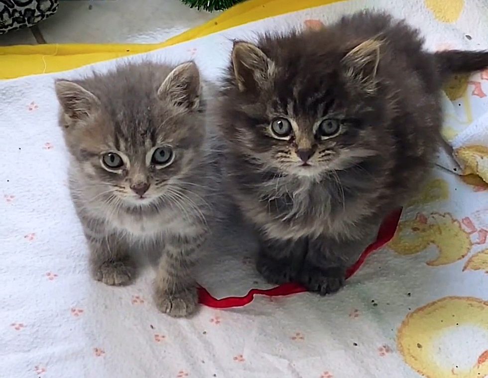 fluffy kitten brothers