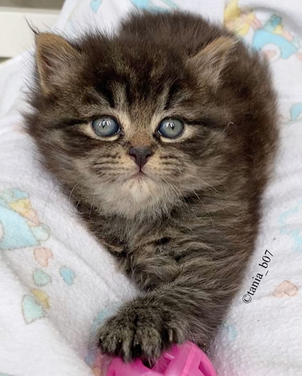 fluffy kitten chonky face