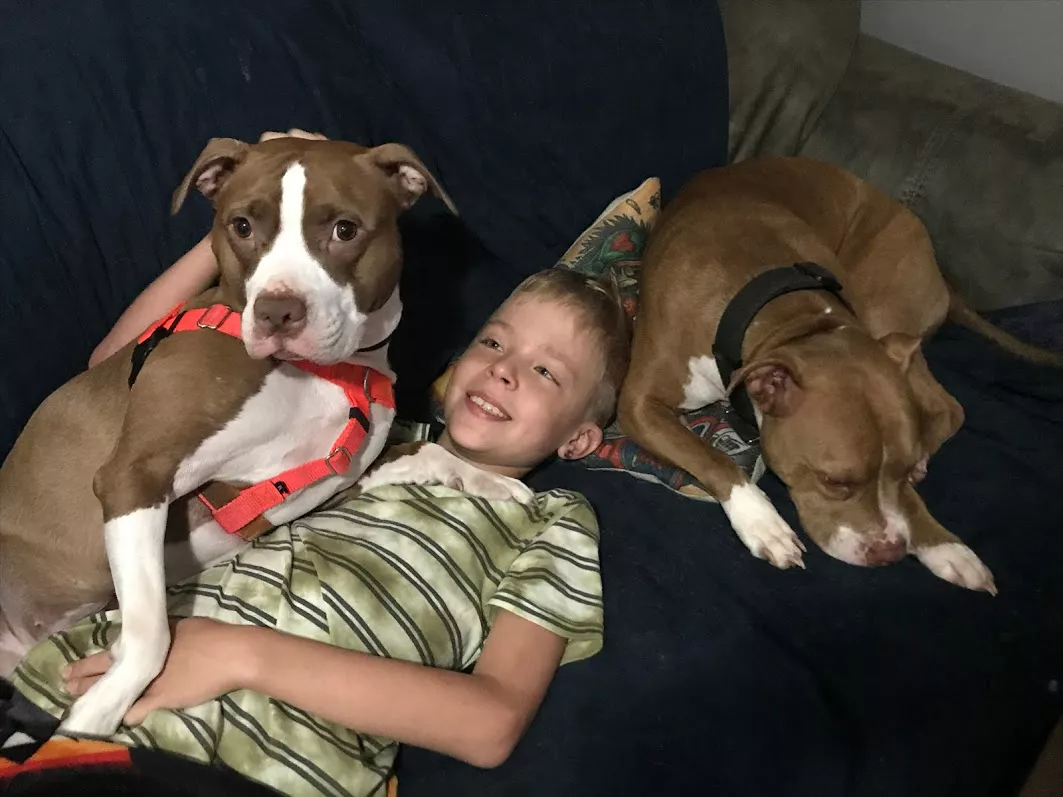 two pit bulls on couch with kid