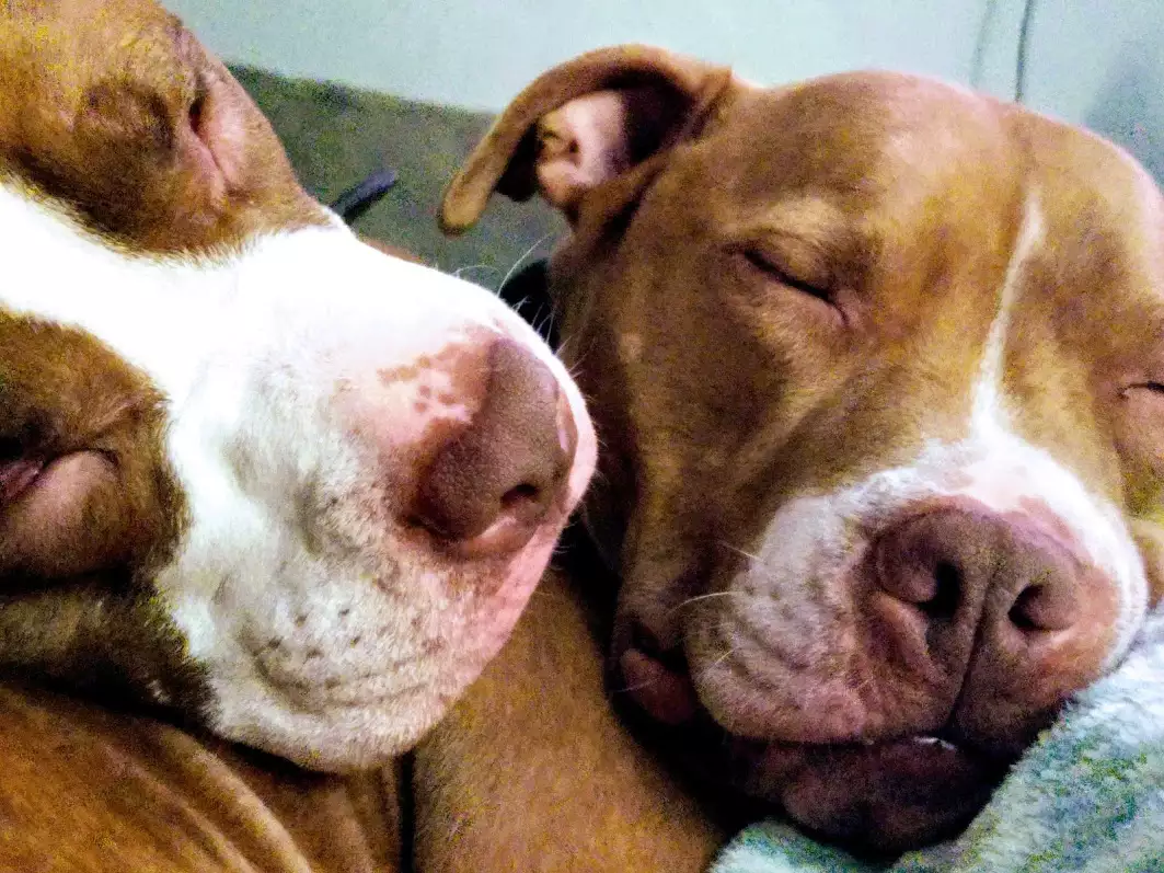 two pit bulls cuddle