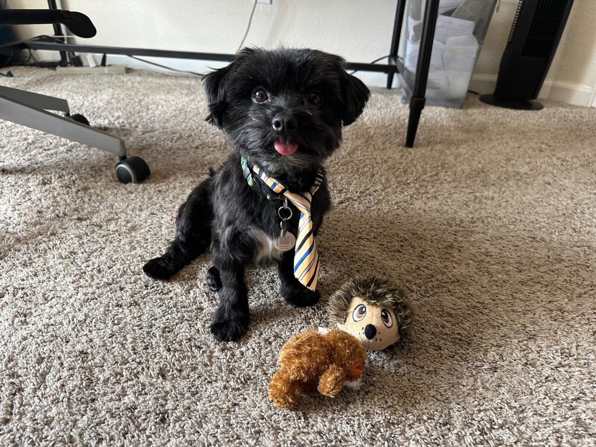 Tux, the author's Morkie