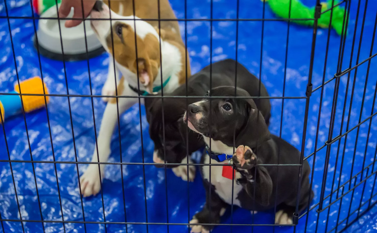 pit bull puppies play in playpen on blue tarp