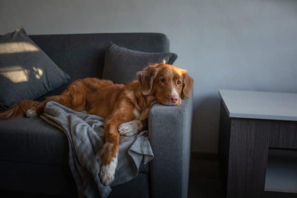 Dog rests quietly on blanket in chair