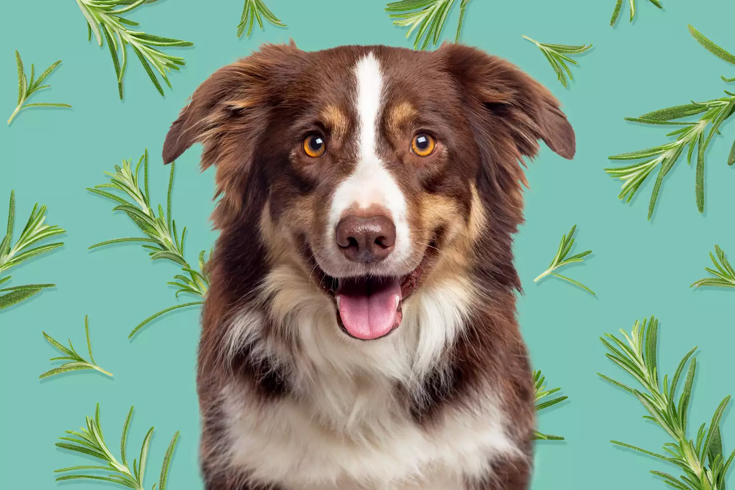 copper border collie with background of rosemary sprigs; is rosemary safe for dogs