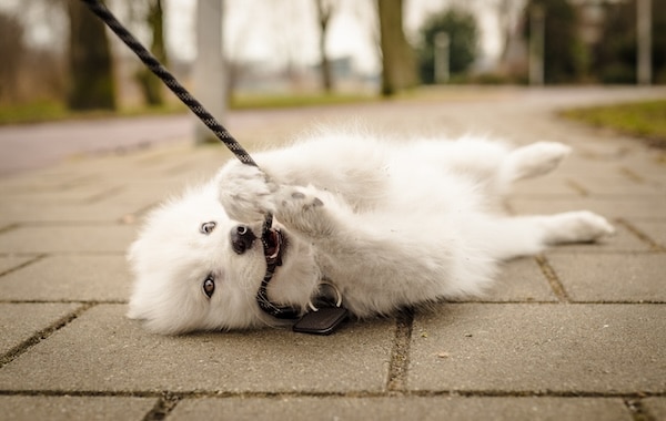 Samoyed puppy rolling on ground with leash in mouth