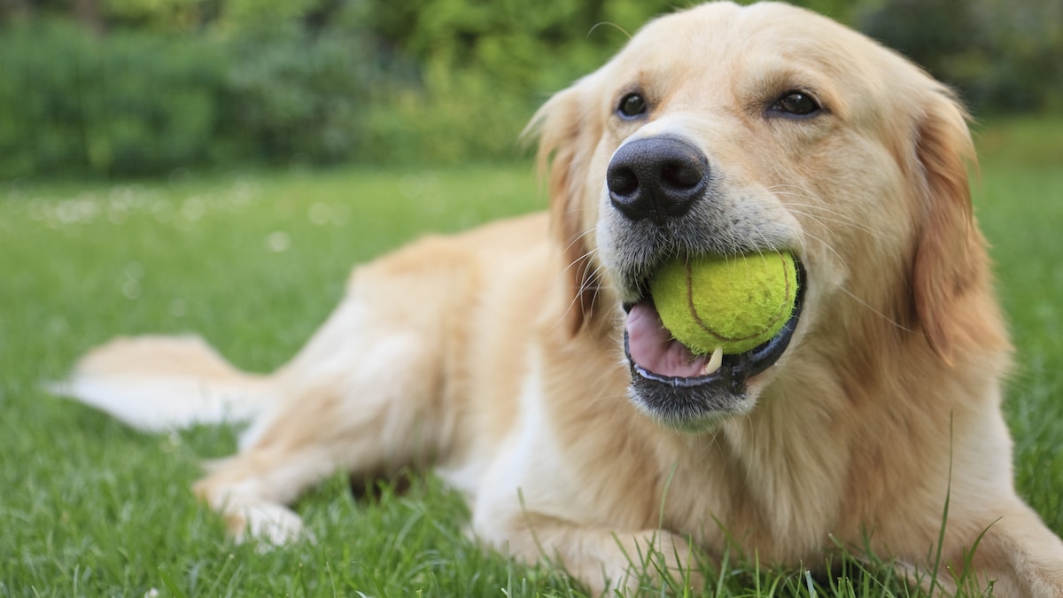 Dog with tennis ball