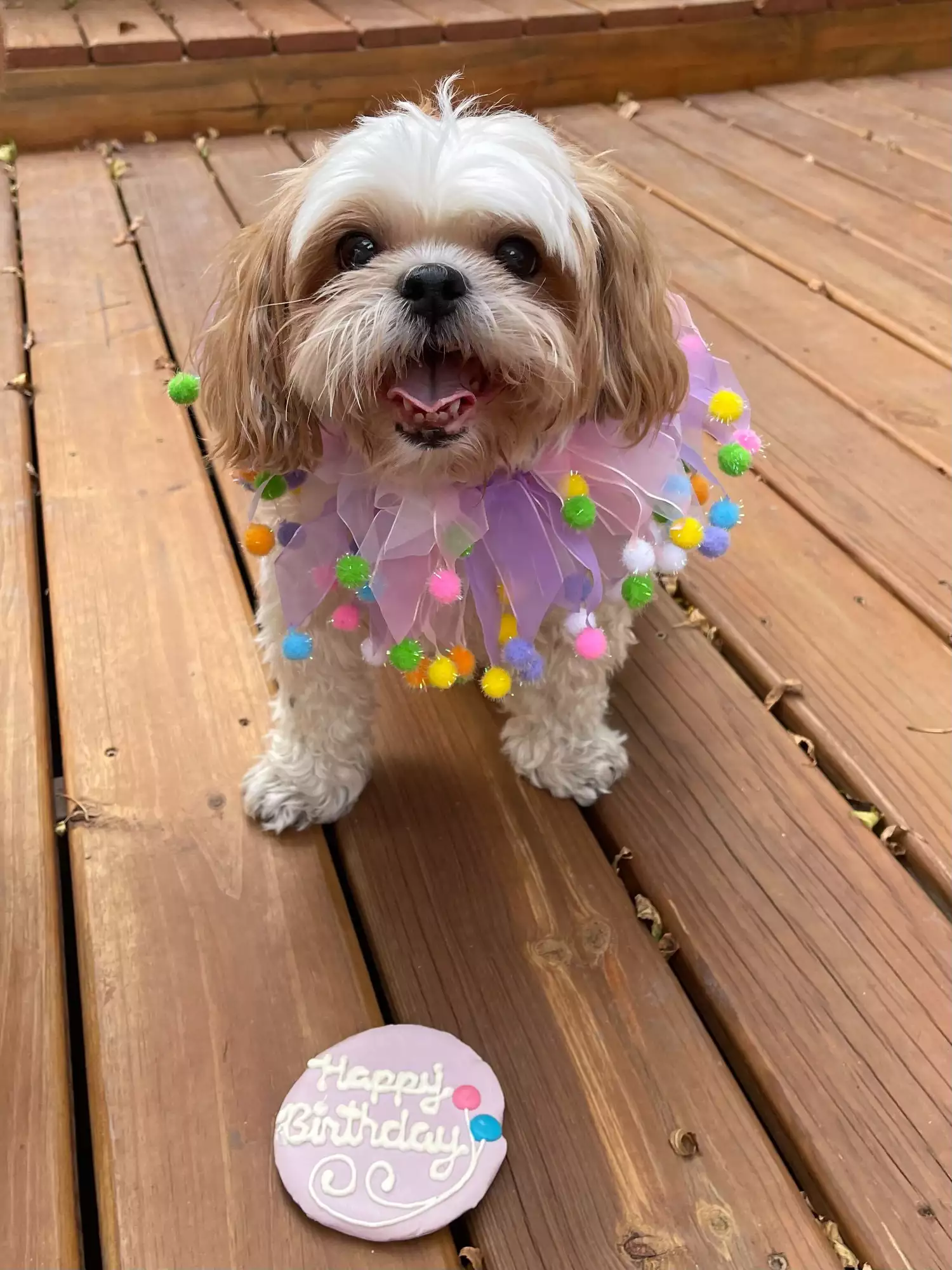 white and brown shih tzu wearing a birthday collar