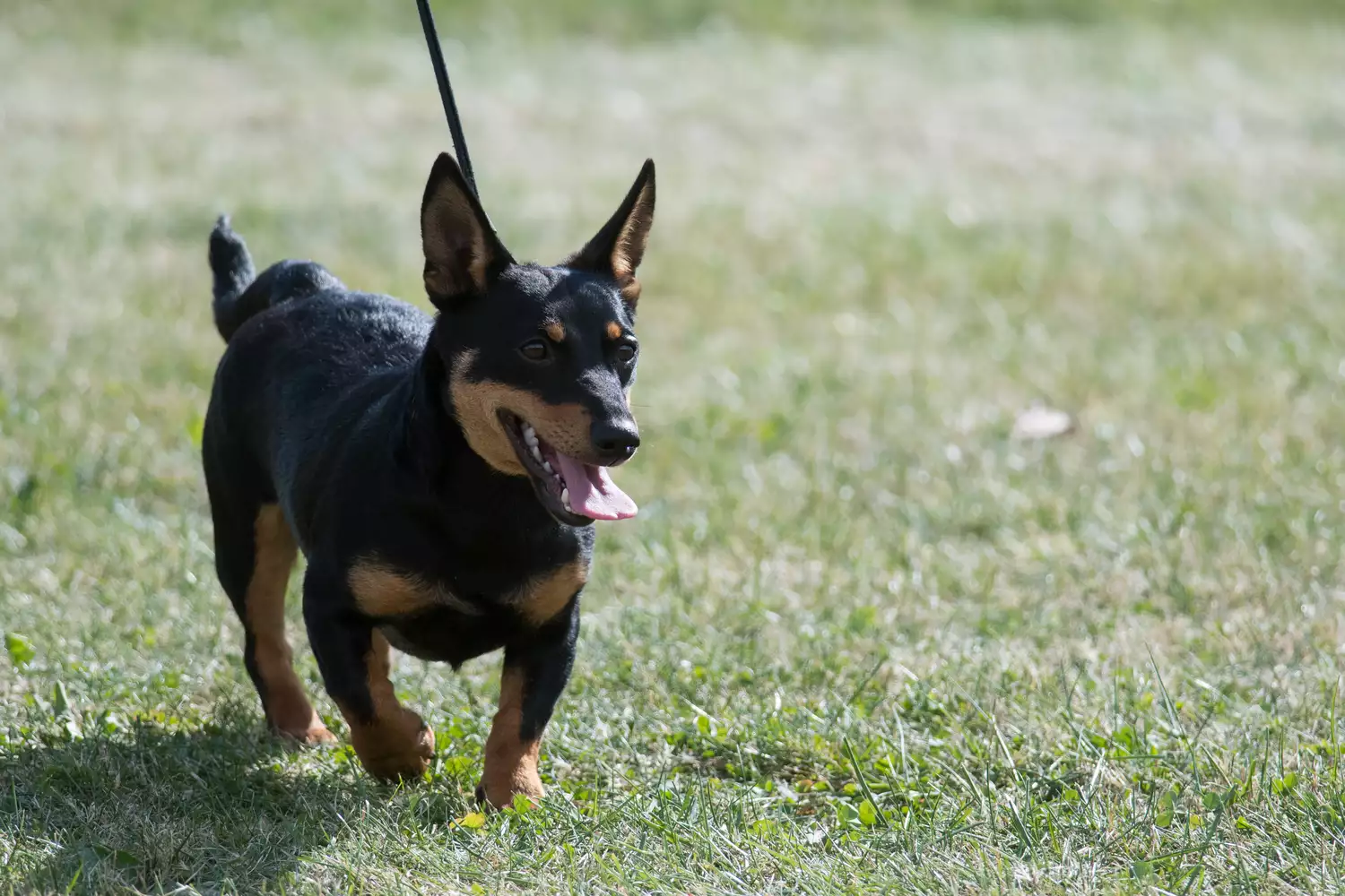 Lancashire heeler walking on leash