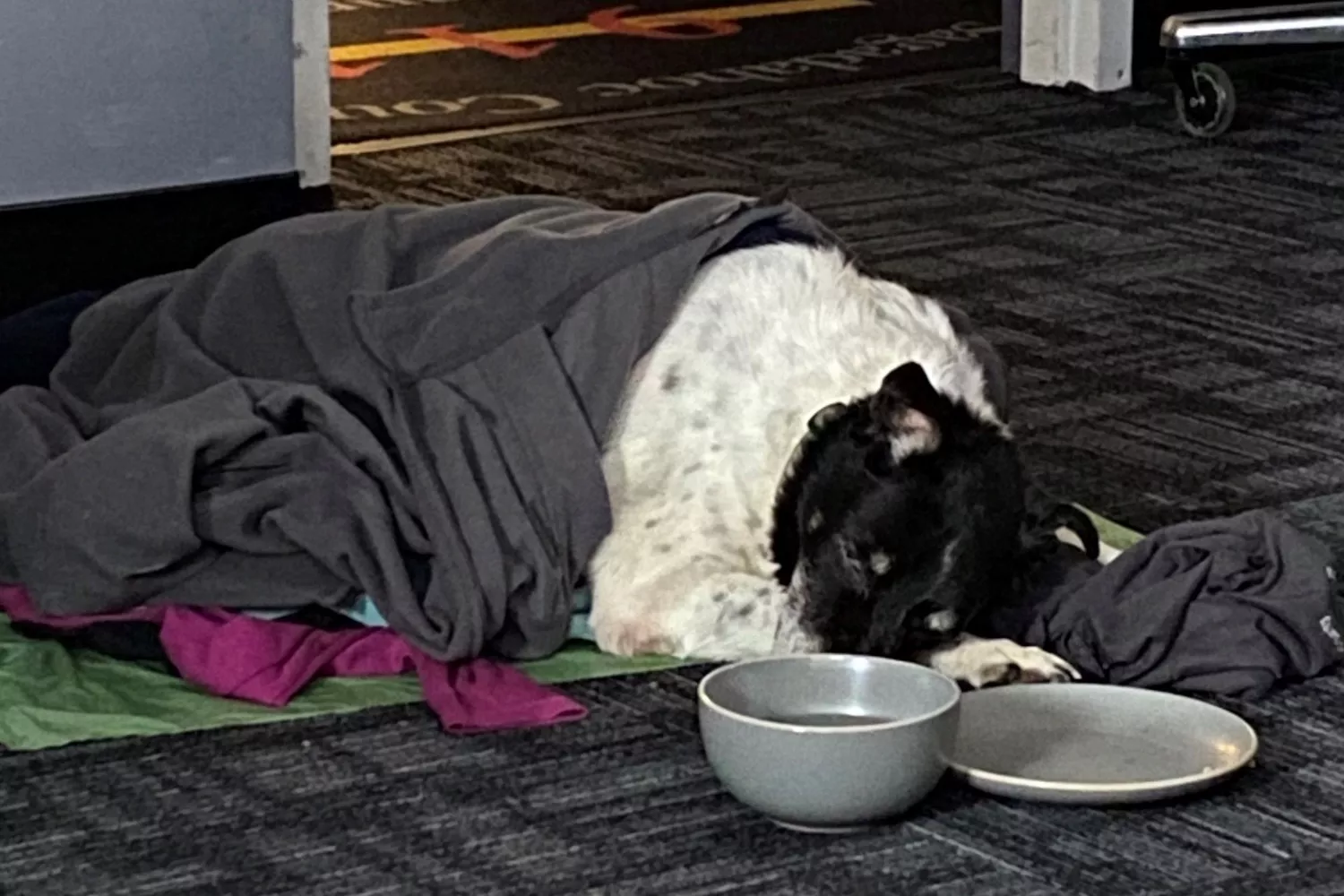 a white and black dog sleeps under blankets after being rescued from a ditch by a deputy in maine