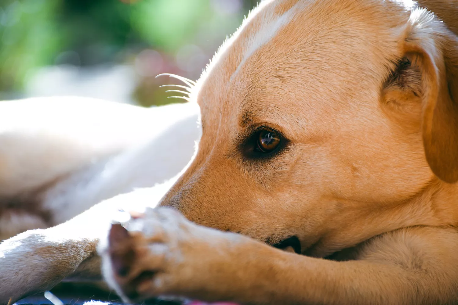 Labrador mix found after missing for four months