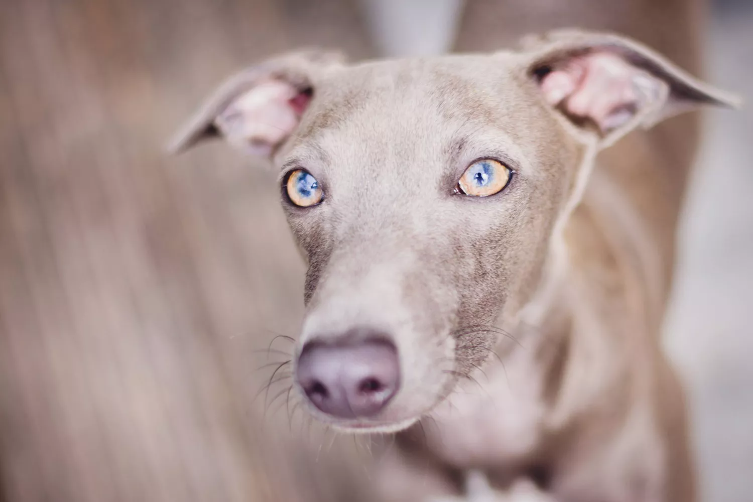 dog with monkey pox