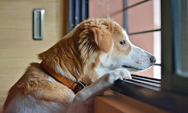 Separation Anxiety in Pets: Your Questions Answered - Veterinary Medicine  at Illinois