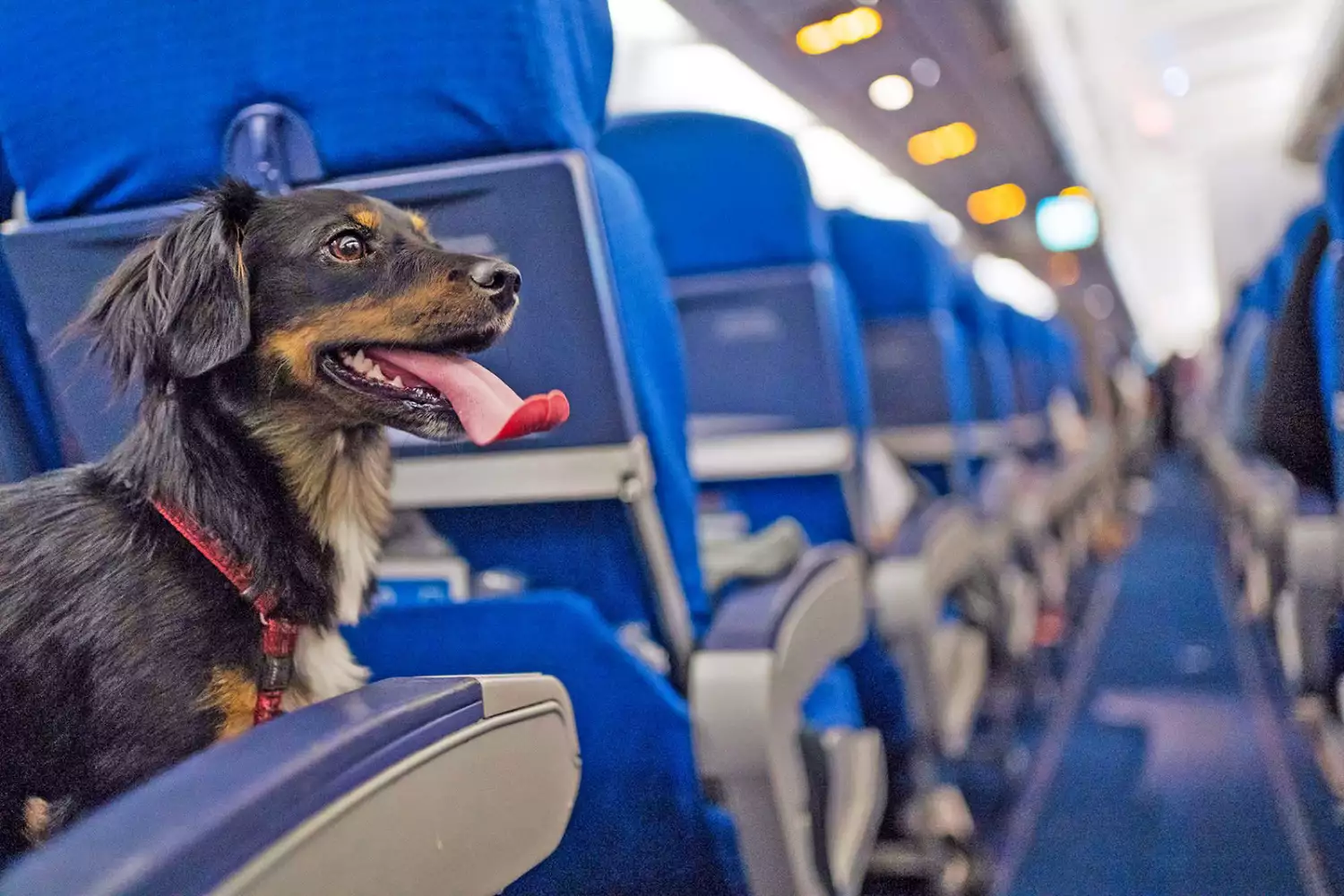 dachshund on sitting on airplane seat; pet passport