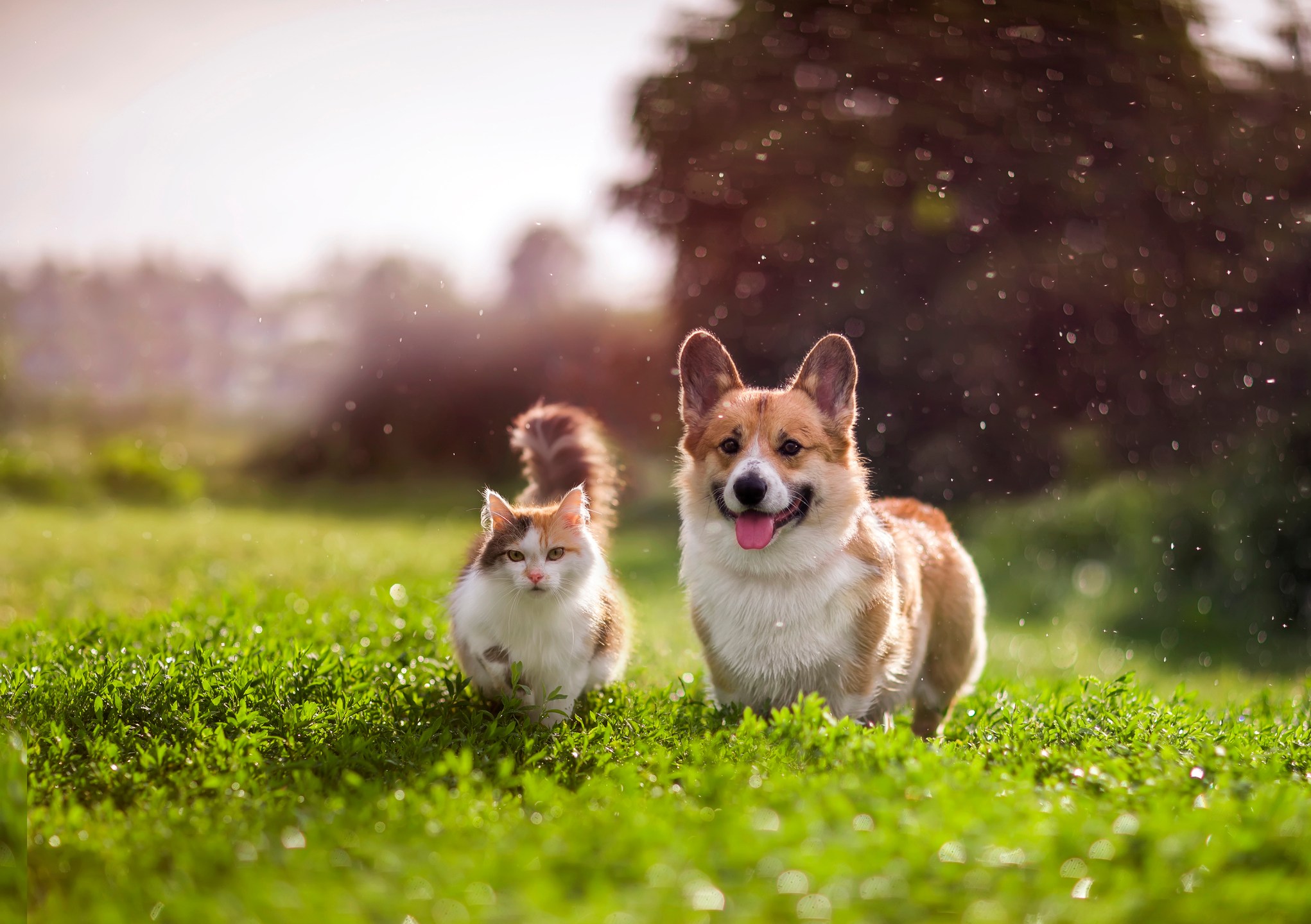 Keep your dog happy, healthy in this summer heat with these tips from City  of Plano