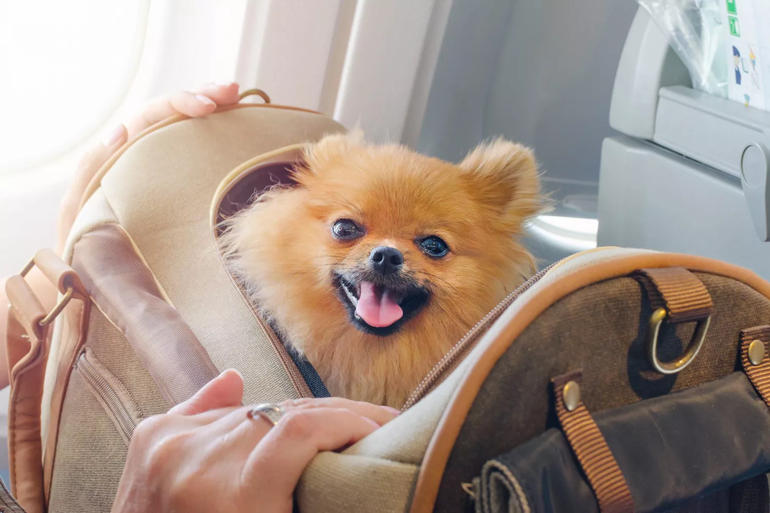 pomeranian in travel bag on plane