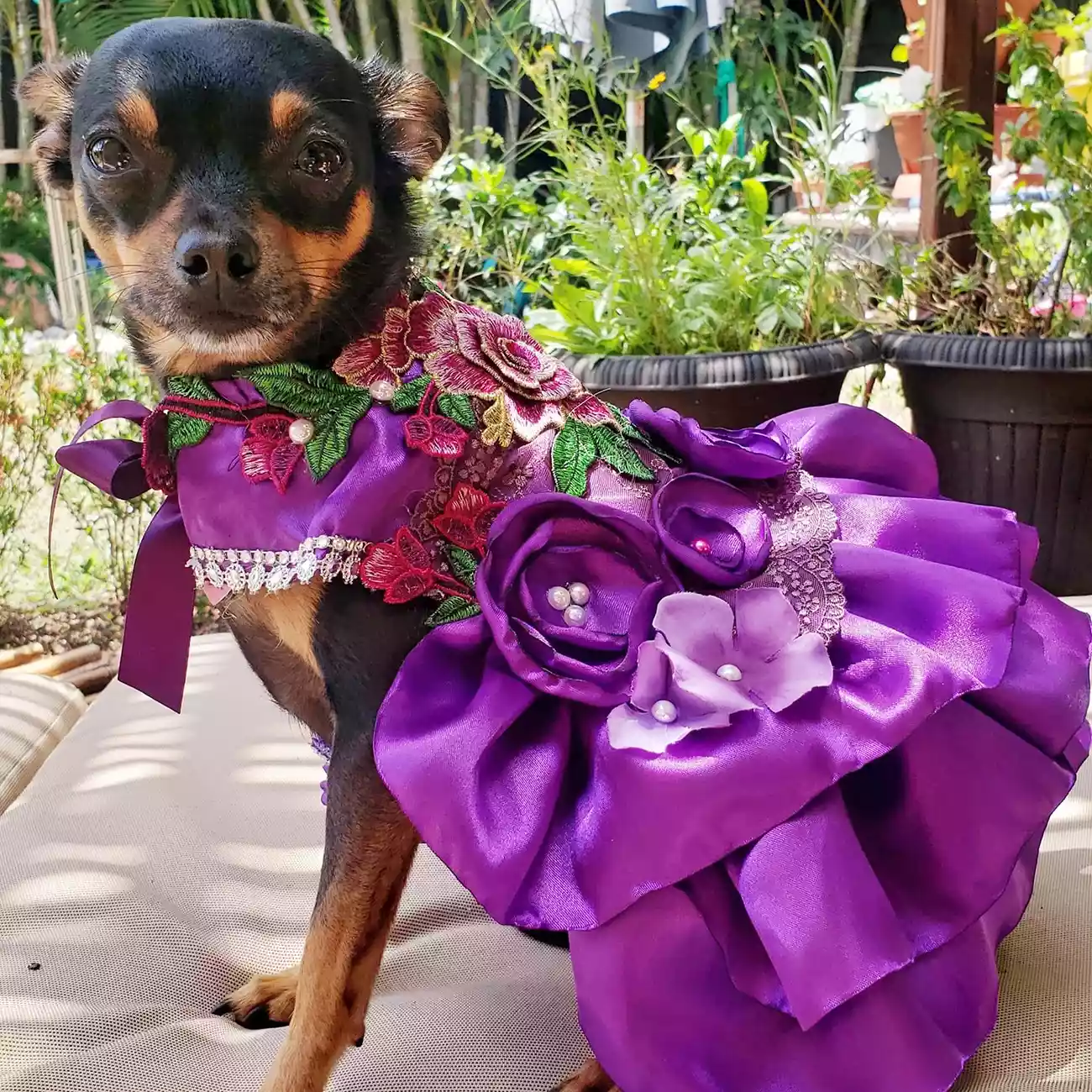 Presley the dog in purple floral gown