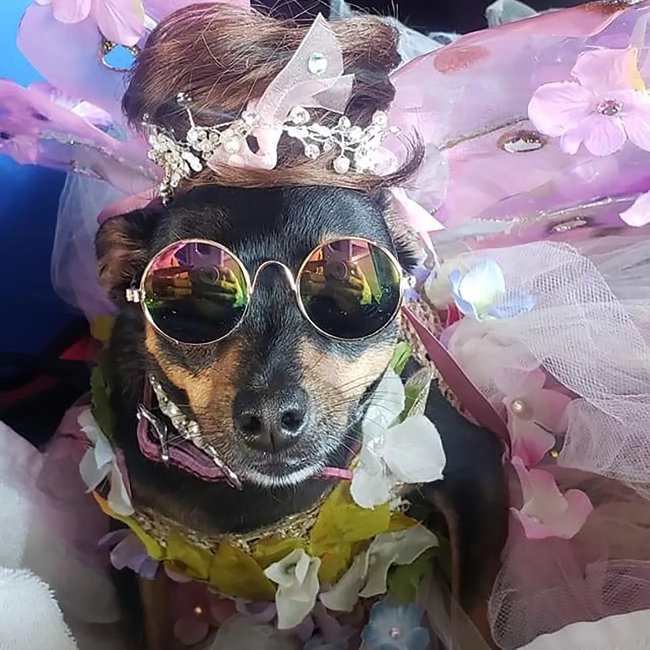 Presley the dog in a floral pink tutu and sunglasses