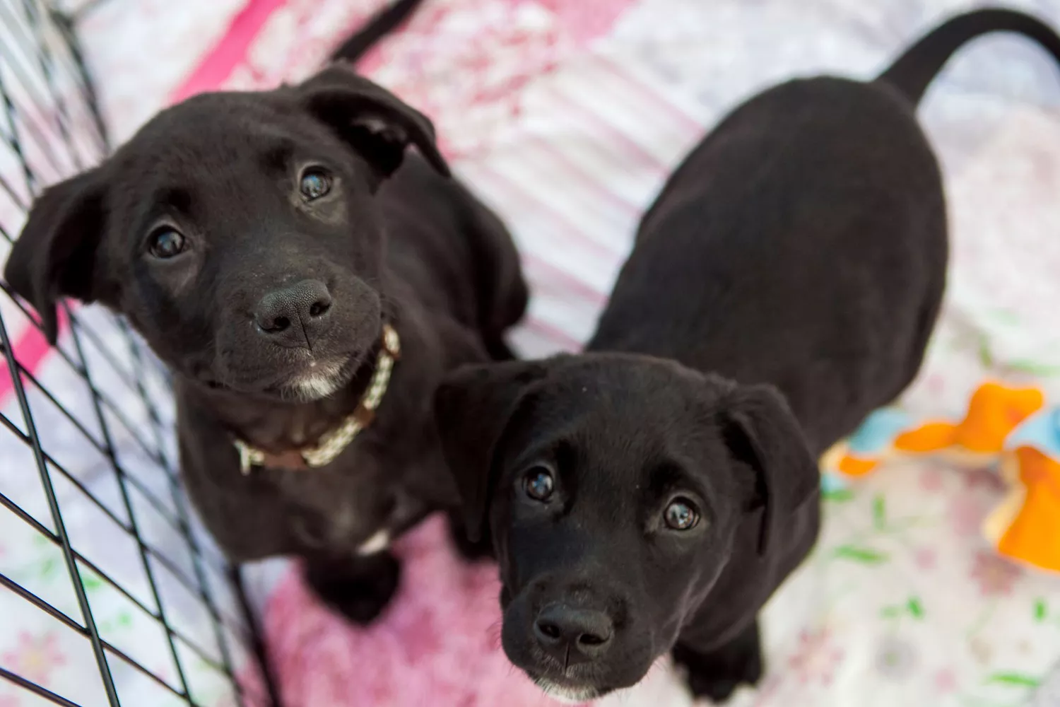 two black puppies in pen