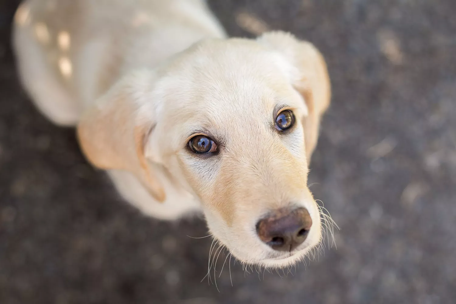 young Golden Lab looking up at camera