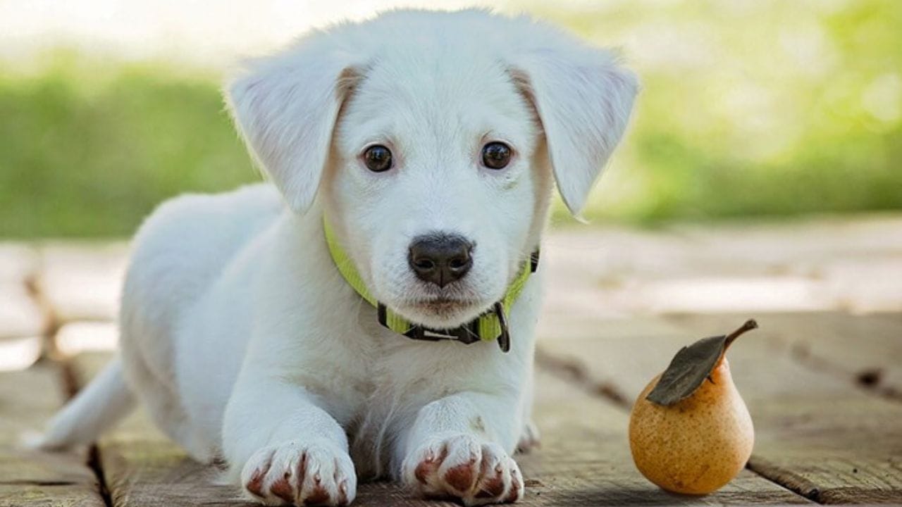 Can Dogs Have Pears? A Clear Answer to Your Question