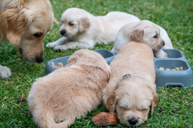 Small puppies eating and playing outside