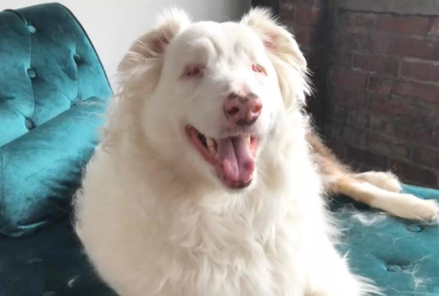 white blind Australian shepherd sitting on sofa