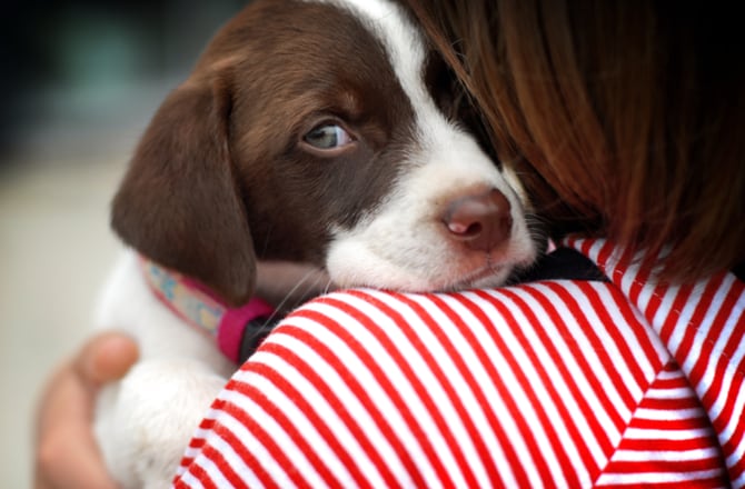 10 Reasons to Hug Your Dog | BeChewy