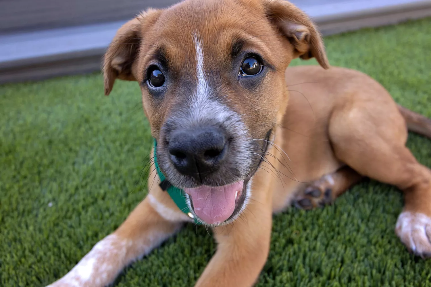 brown puppy lays on green grass