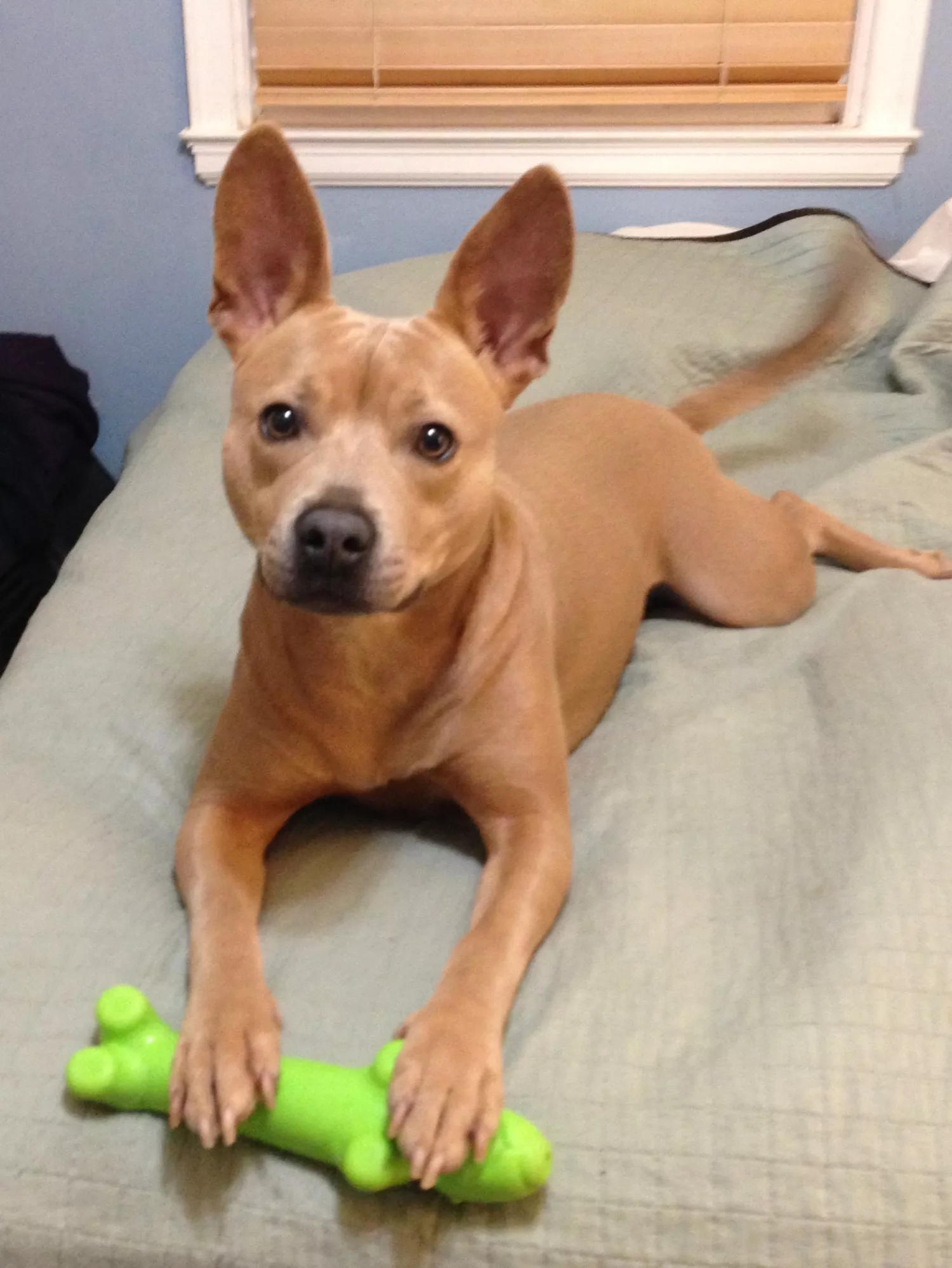 tan pit bull mix lying on bed with chew toy