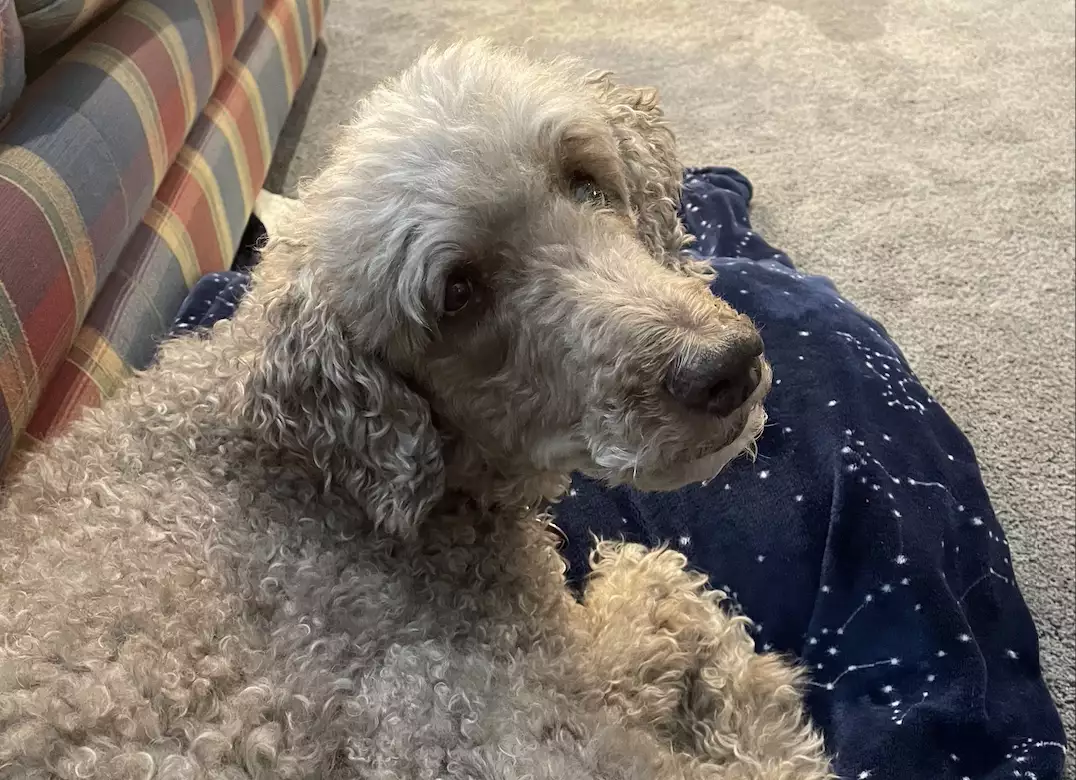 brown poodle looks up at camera from blanket on floor