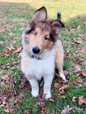 River the blind collie sits outside in leaves