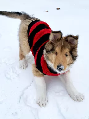 Blind collie with sweater plays with snow