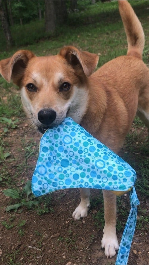 A brown and white dog holds a Outward Hound Flotiez Stingray in her mouth