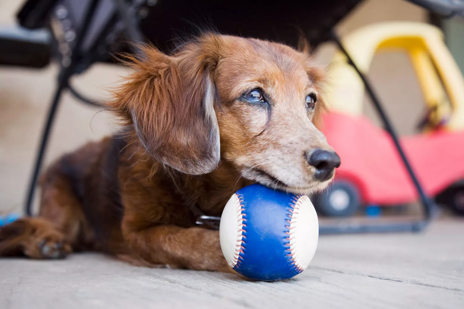 older dachshund lying on floor with ball