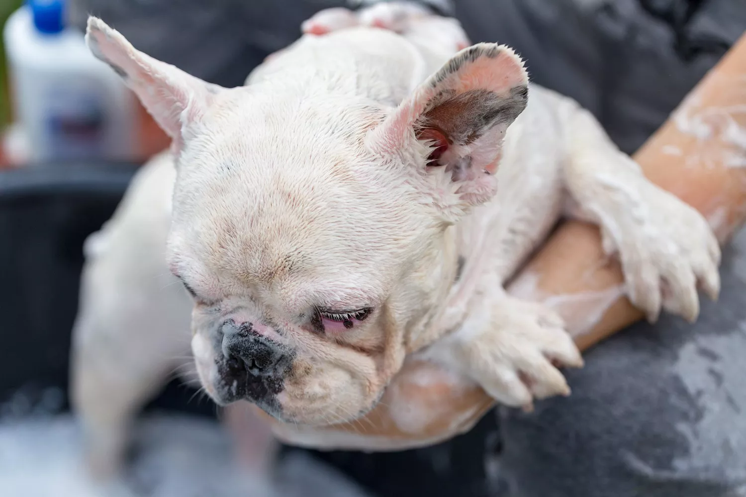 Woman bathes a cream french bulldog