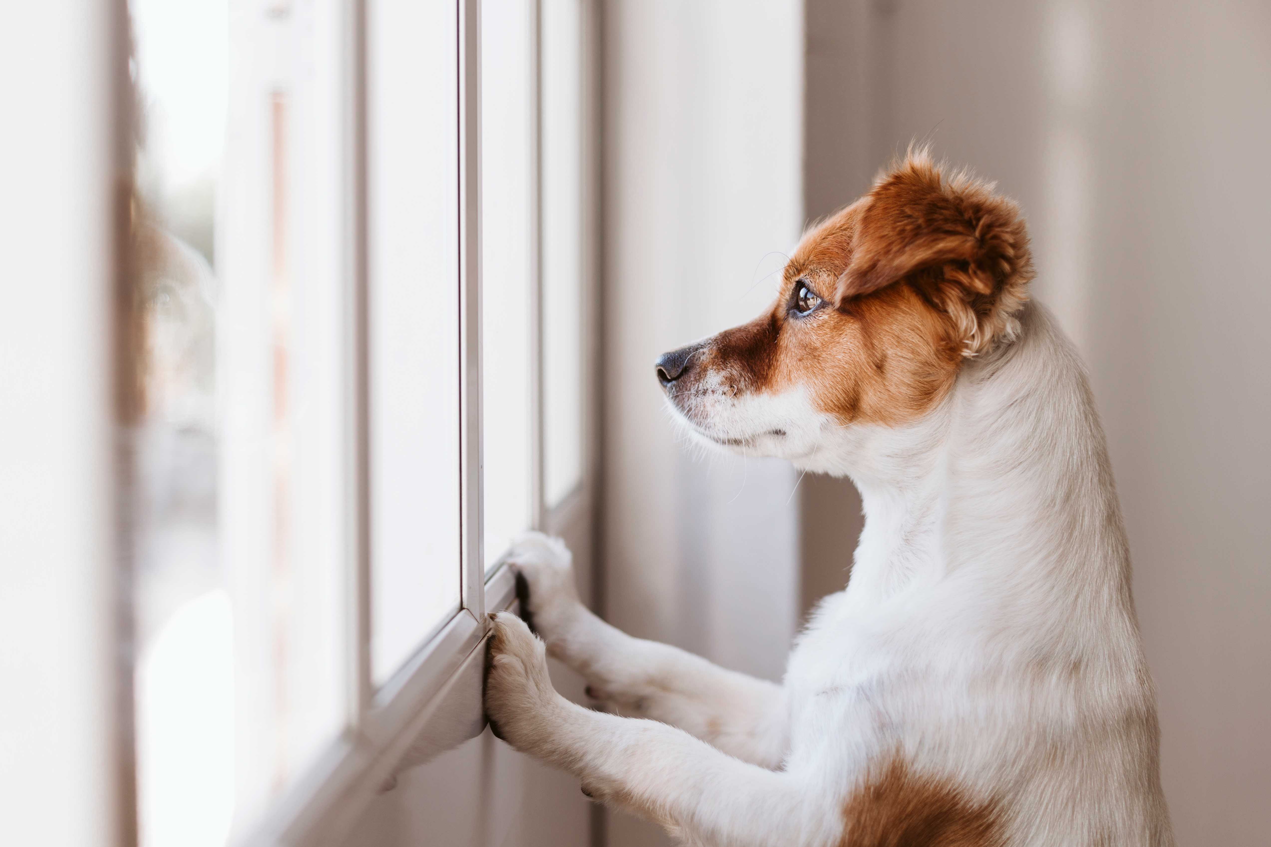 What Is a Reactive Dog? — Experts Offer Tips and Advice for Reactive Dogs |  Apartment Therapy