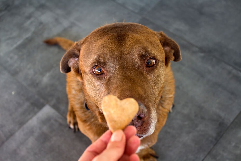 Your Dog Won't Eat His Food But Will Eat Treats? Here's What It Means -  Raised Right - Human-Grade Pet Food