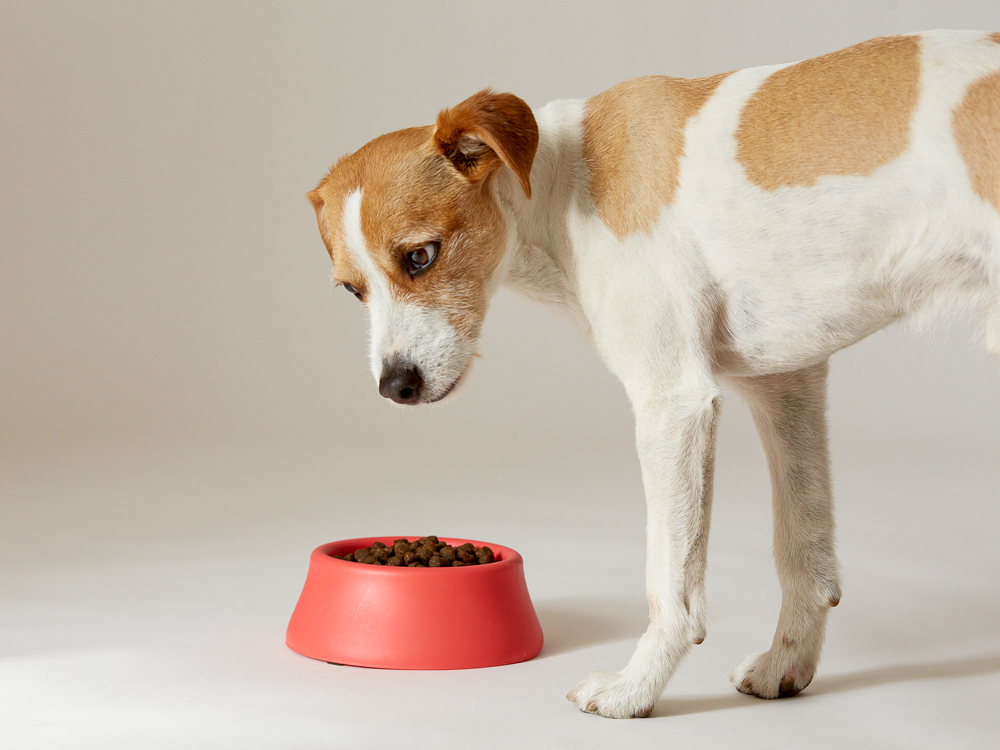 How to Get a Dog to Eat: Loss of Appetite In Dogs · The Wildest