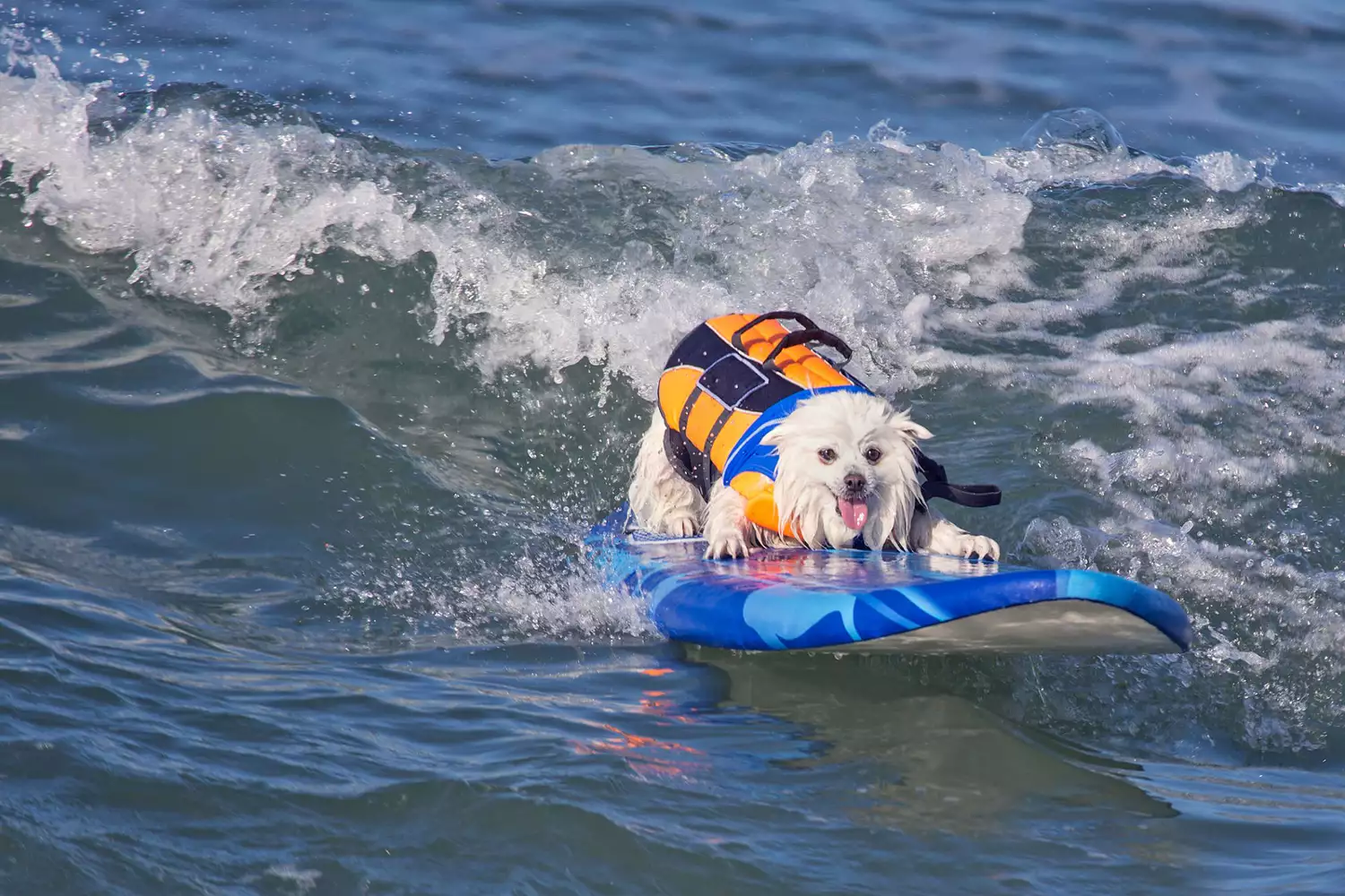 Happy medium-sized white dog with life jacket surfs on paddleboard