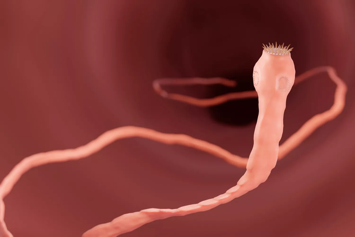 rendering of a tapeworm