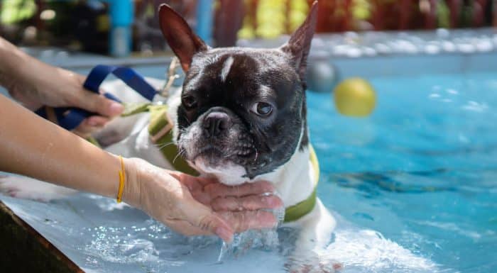 Frenchie taking a swimming lesson in pool