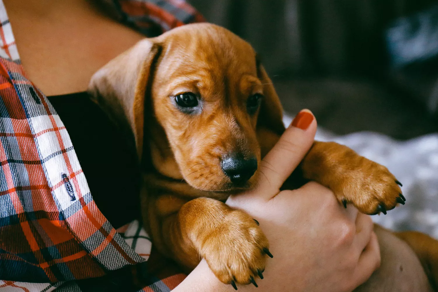 woman holding puppy; tips for first-time dog owners