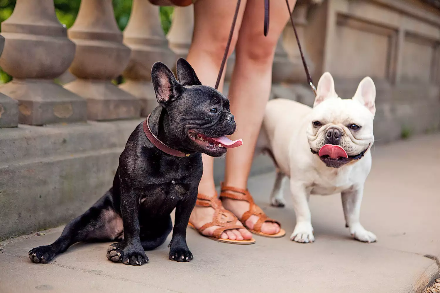 two french bulldogs on leashes