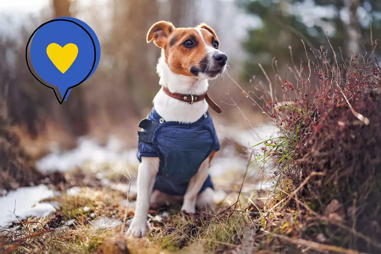 Ukrainian dog that searches for bombs