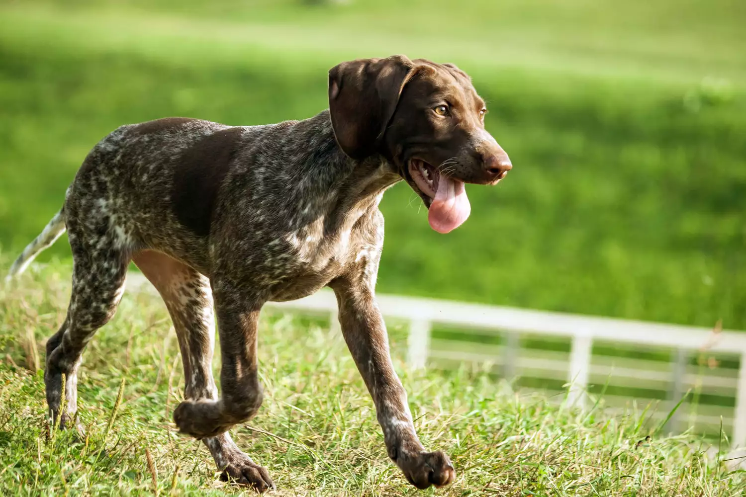 German shorthaired pointer running outside