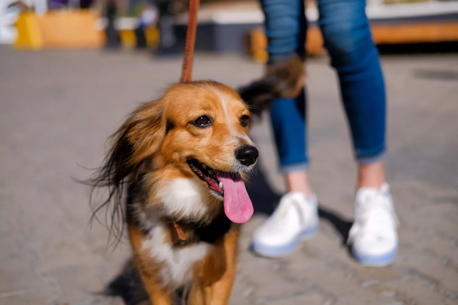 woman walking dog