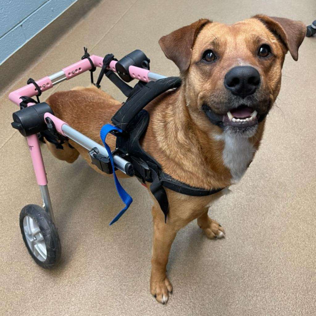 Paralyzed Dog Starts Wagging His Tail in His New Home