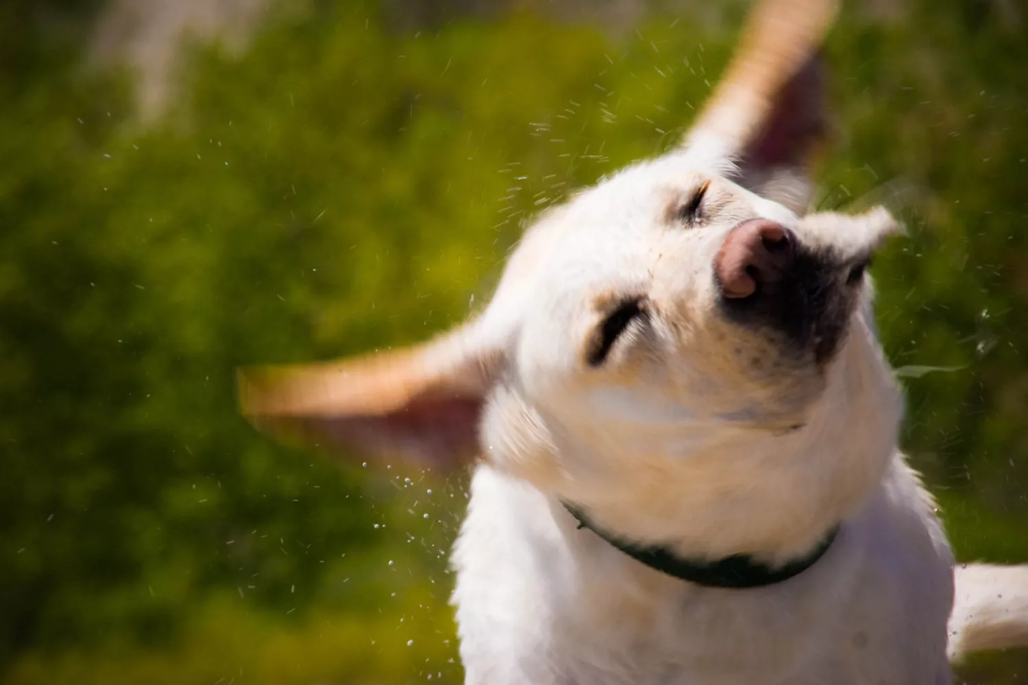 dog shaking his head