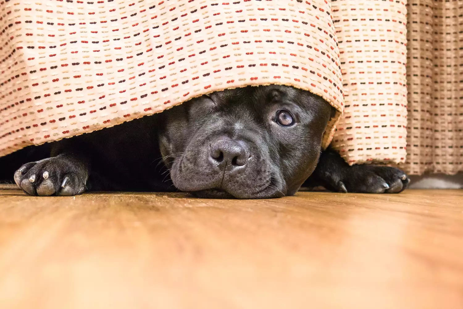 dog peaking out behind curtain; what is a reactive dog?